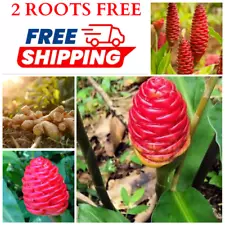 5 Shampoo Ginger Rhizomes, Zingiber Zerumbet, Pine Cone, Awapuhi shampoo Ginger