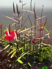 Poaceae sp. Purple Bamboo Rare Live Aquarium Plant