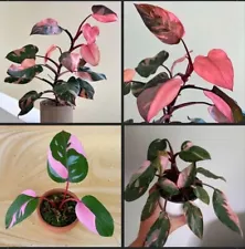 Rare Philodendron Pink Princess Variegated 1 cutting Roots free safe shippingNew