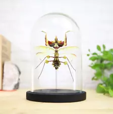 Giant Devil's Flower Mantis Taxidermy Bell Jar Home Decor Interior Design Gift