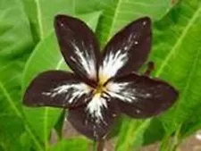 "DARK SPIDER" FRAGRANT PLUMERIA CUTTING 7-12 INCH WITH ROOTED PLANT FRESH