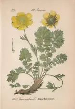 Creeping Avens (Geum reptans) Chromo-Lithograph from 1885