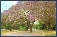 Jacaranda Tree in Bloom during October and November, Australia