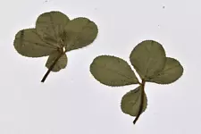 Vintage Pair of Vintage REAL Pressed Lucky 4 Leaf Clover Clovers