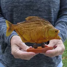 Real 7" South American Mounted Piranha fish on wooden base taxidermy #46834