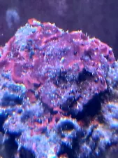 Red Coraline Reef Bacteria/Live Coral/Saltwater Marine Plant/Live Marine Rock