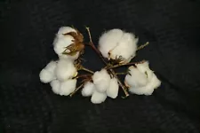 cotton boll stems,Natural Cotton Bolls,Cotton Bolls, Set of 5,Cotton Stems,