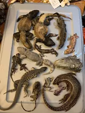 Wet Specimen HUGE LOT reptile lizard frog Display Taxidermy Oddity bone biology