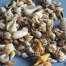 Miniature Specimens and Small Species Southwest Florida Seashells