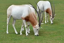 EXTINCT SCIMITAR HORNED ORYX GLOSSY POSTER PICTURE PHOTO PRINT BANNER 10727