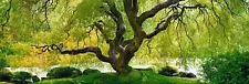 Peter Lik “Tree Of Serenity” Limited Edition 772/950, Letter Of Authenticity NEW