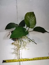 Anubias Barteri WYSIWYG XXXL Large Freshwater Aquatic Live Aquarium Plants