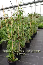 New ListingVanilla Planifolia Live cutting Rooted Plant Vanilla Bean Ceylon New