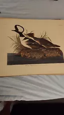 Antique Audubon Prints Lot Of 4 Havell