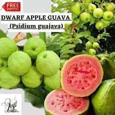 30+ DWARF APPLE GUAVA (Psidium Guajava) Seeds For Planting From Sri Lanka Fruit