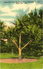 Screw Pine Tree Flamingo Groves Davie, FL Postcard Unposted Tichnor