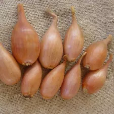 Onion seeds, 5000 rare seeds onion Lubchik, heirloom organic seeds -960 +TRACK №