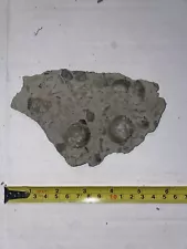 SALE! Fossil Brachiopod In matrix Cincinnati, Ohio