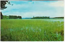 Postcard "A Wild Rice Bed"