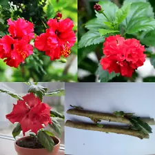 Duble Hibiscus Red Queen Flower plants Hight Quality Live Node Cuttings