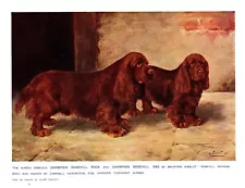 Antique SUSSEX SPANIEL Print 1911 L Cheviot Sussex Spaniel Illustration 5171L