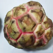 25 Pink Green Custard Apple Seeds Annona Squamosa Kadsura coccinea Organic