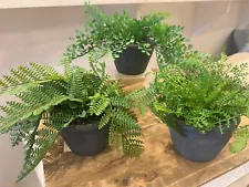 Potted Ferns - 5" h x 6"w