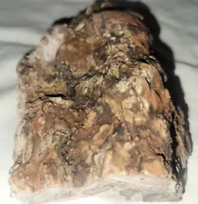 Rare Natural Petrified Wood Bark Specimen Arizona Mine Old Stock 4x5x2.5in