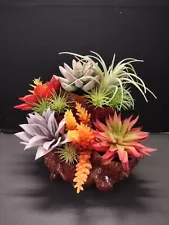 succulent dish gardens for sale