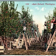 c1910s WA - Washington Apple Orchard Nice Litho PC Occupational Ladder Art A323