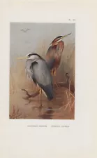 Purpurreiher Gray Herons Colour Printing From 1925 Purple Heron Grey Heron