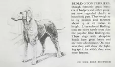 Bedlington Terrier - CUSTOM MATTED - 1945 Vintage Dog Art Print - G. Cook