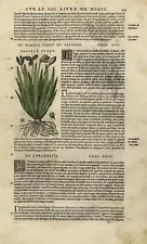 Antique Print-Botany-Stinking Iris-Anchusa-Mattioli-p. 541-Anonymous-1572