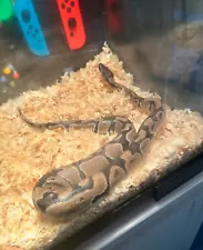 Free ball python and enclosure. Super sweet, person-loving snake