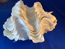 VTG PINK? RARE MATCHED 2 PC FLUTED GIANT CLAM TRIDACNA SQUAMOUS SHELL 9”x6"x6”