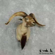 #17630 N | Corsican Ram Taxidermy Shoulder Mount For Sale