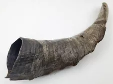 Antique Shofar 14”