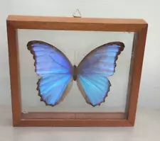 Framed BLUE MORPHO BUTTERFLY Double Sided Glass 7 ½” x 6 ½” Peru