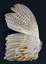 1 Beautiful Pheasant Wing for Crafting