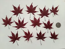 Pressed Dried Japanese Maple Leaves for DIY Craft