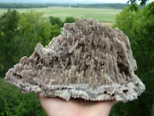 Agatized Fossil Coral, Lowndes County Georgia