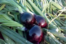 Onion seeds, 200 onion Black Prince rare seeds, Black onion,organic seeds SW1026