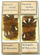 Pair ANTIQUE FLATTERS FOSSIL MICROSCOPE SLIDES, STIGMARIA FICOIDES, Sects.