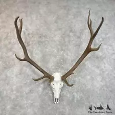 #27780 E+ | Rocky Mountain Elk Skull European Taxidermy Mount For Sale