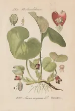 Haselwurz (Asarum Europaeum) Chromo-Lithographie Of 1885 Asarabacca Wild Ginger