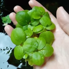 BUY 2 GET 1 FREE Frogbit (Limnobium Spongia) Live Aquarium Plants