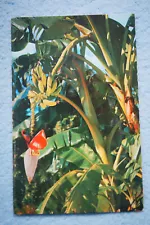 Banana Tree Growing in Florida