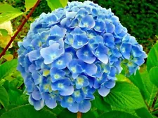 50 Blue Hydrangea Flower Seeds Hydrangea macrophylla Garden Flower