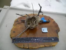 Cute Cabin Decor Tiny Real Abandoned Natural Found Gold Finch Bird Nest #5