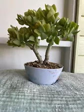 large jade plant for sale near me